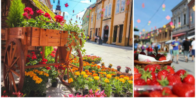 festival-uz-dane-grada-cakovec-postaje-grad-cvijeca-jagoda-i-tradicije-533be5dc88889f303103700c3d7e7703_view_article_new.jpg