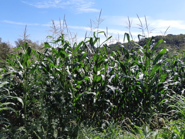 Kukuruz polje poljoprivreda