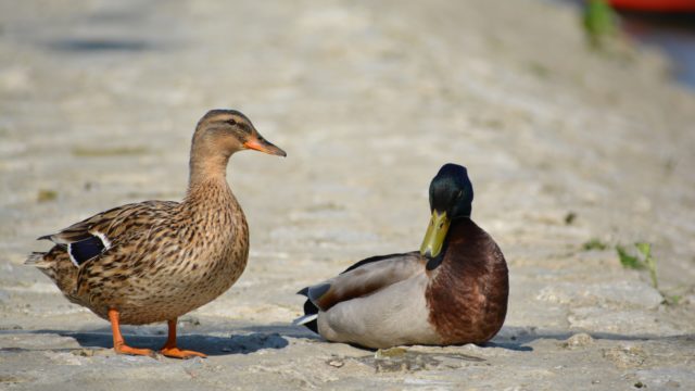 Patka sunčano oblačno Drava