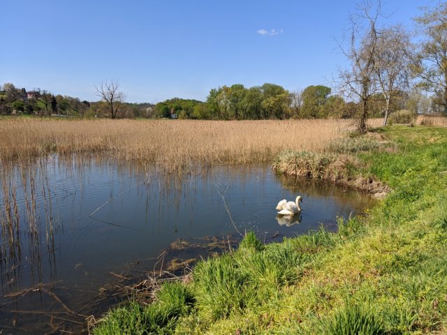 Sunčano labud jezero priroda
