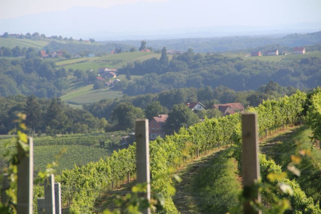 međimurje vinograd sunčano
