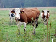 Započelo podnošenje zahtjeva za izvanrednu mjeru za prilagodbu stočarima