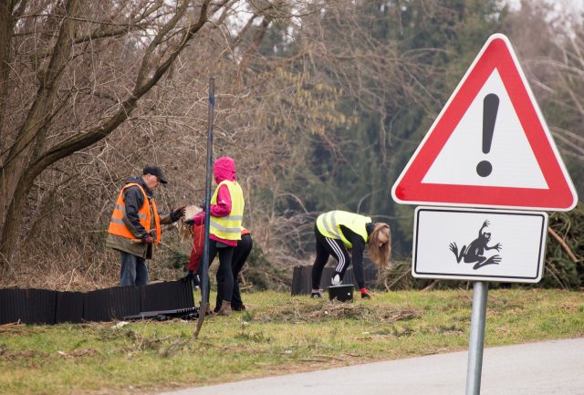 Volonterska akcija spasavanje vodozemaca