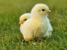 Bez jaja i šunke? Isprobajte veganski Uskrs!