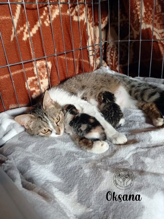 Mama Oksana i prve bebe 2021.