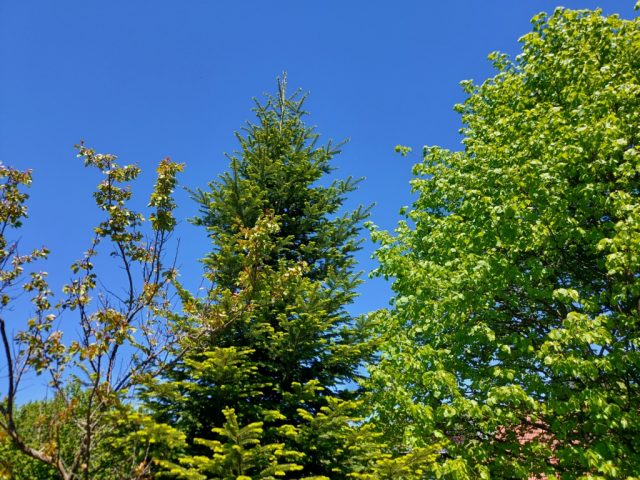 sunčano