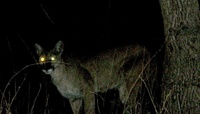 puma-noc-1140x650