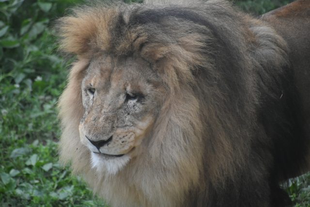 lav zoo zagreb
