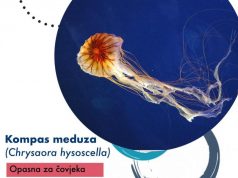 Centar za invazivne vrste primio veliki broj dojava o pojavi meduza diljem Jadrana