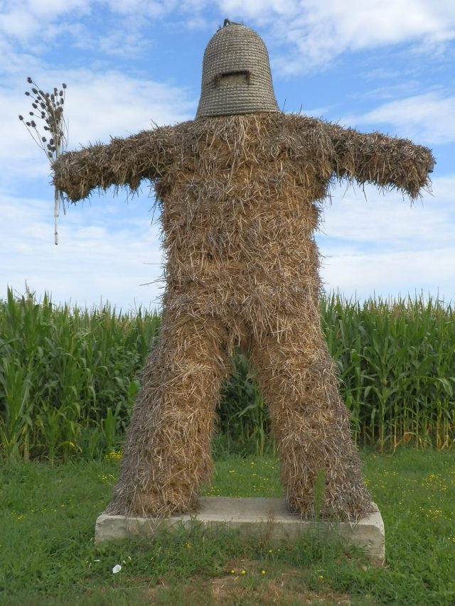 pikač
