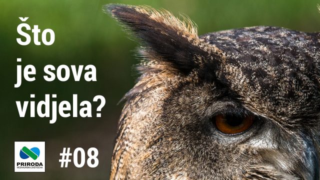 telop you tube - Sto je sova vidjela 08
