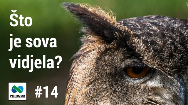 telop you tube - Sto je sova vidjela 14