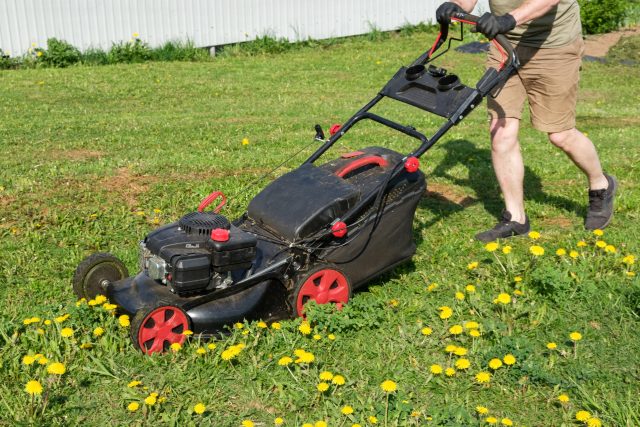 Man mowing dandelions in the backyard garden plot with a gasoline lawn mower. Mowing fresh grass. Lawn care, spring work in the garden.