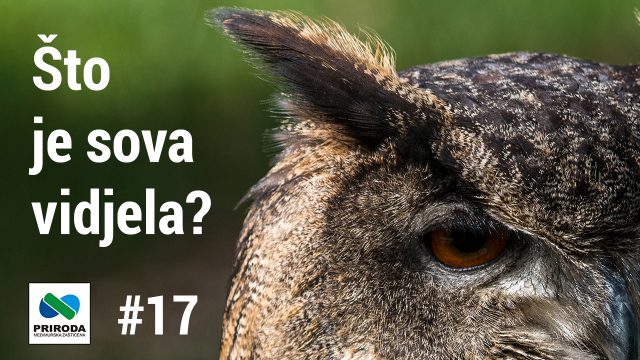 telop you tube - Sto je sova vidjela 17