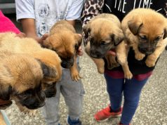 U romskom naselju Piškorovec nastavljen projekt zbrinjavanja pasa