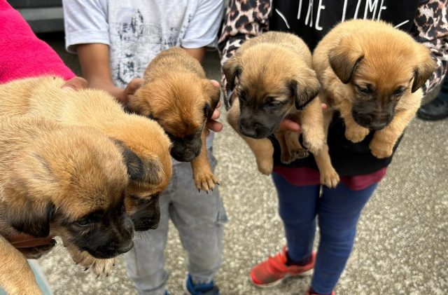 2ae6e96d-d095-4b2e-9e15-253b388a8981