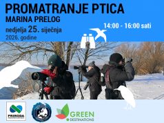 Promatranje ptica uz stručno vodstvo na Marini Prelog