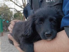 Uskrs u skloništima: tisuće napuštenih životinja čekaju dom