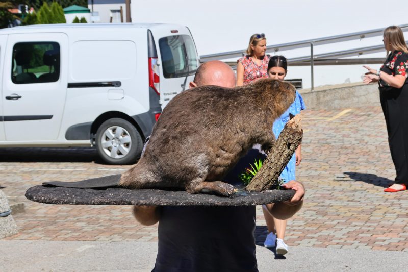 IZLOŽBA „DABAR“ U KRIŽOVCU