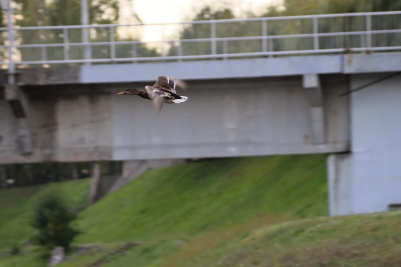 2. Murski polumaraton i rudarska 5KA