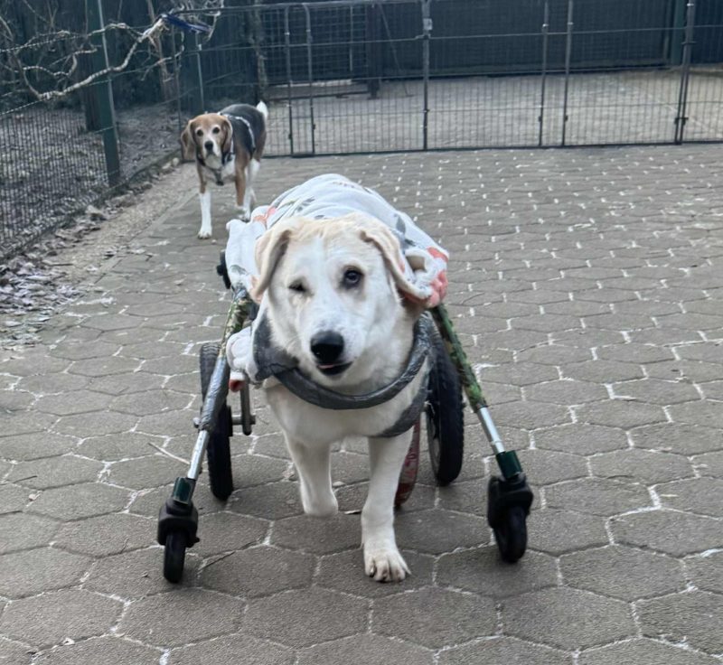 Udomljavanje je fora za zivotinje s invaliditetom