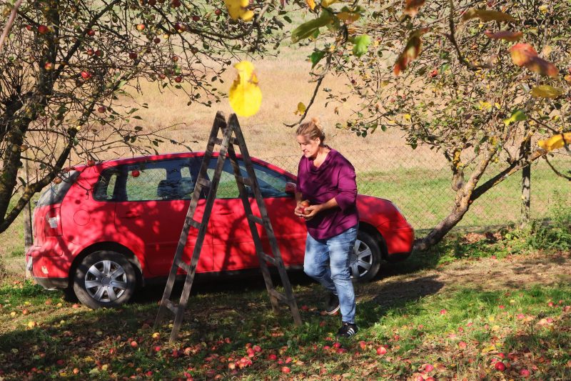 Obilježavanje Svjetskog dana jabuka