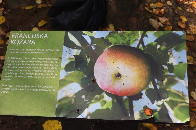 Obilježavanje Svjetskog dana jabuka
