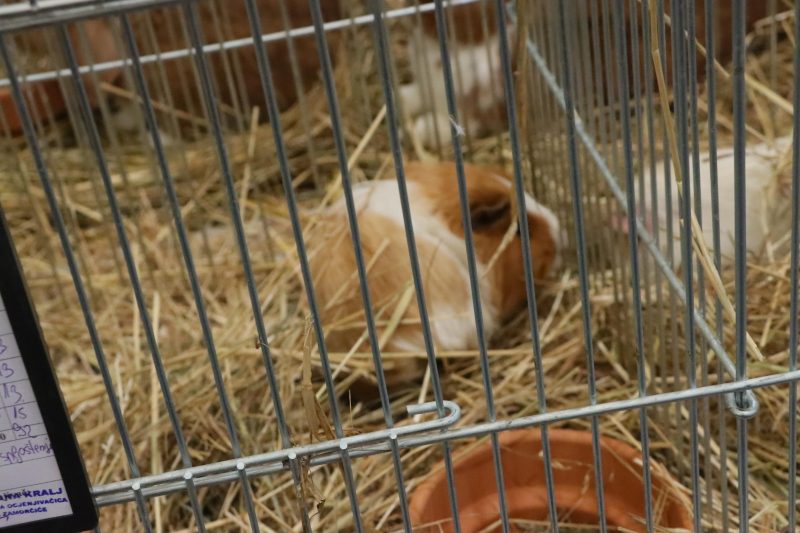 Otvorena 15. međunarodna izložba malih životinja