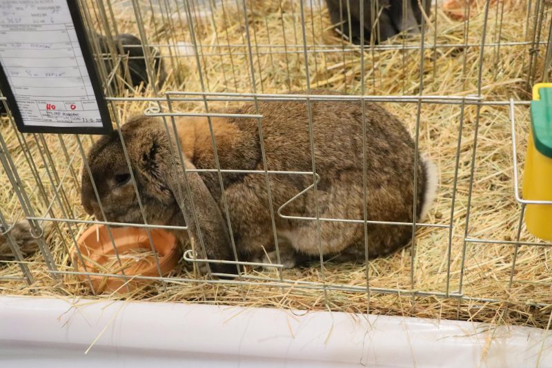 Otvorena 15. međunarodna izložba malih životinja