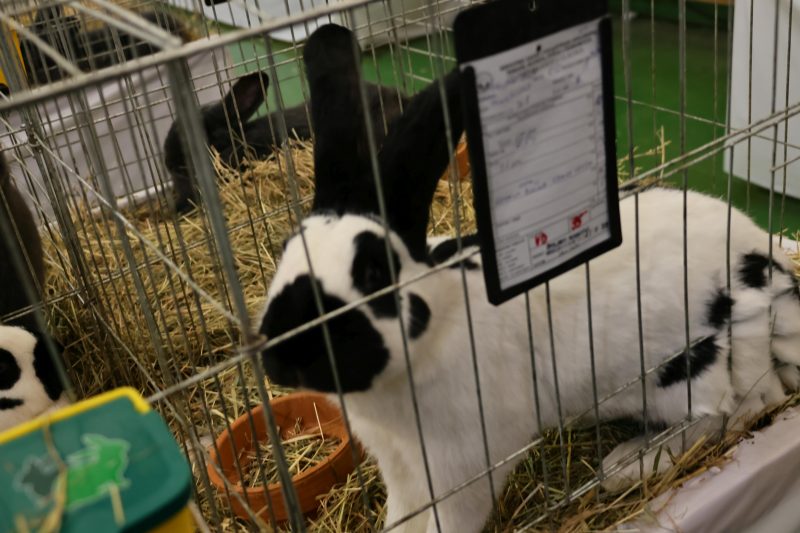 Otvorena 15. međunarodna izložba malih životinja