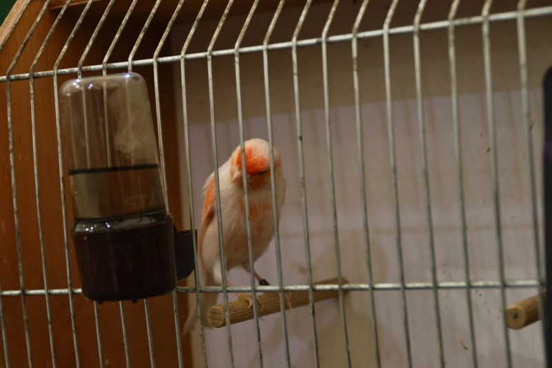 Otvorena 15. međunarodna izložba malih životinja