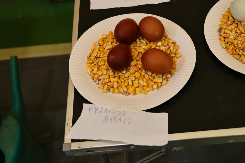 Otvorena 15. međunarodna izložba malih životinja
