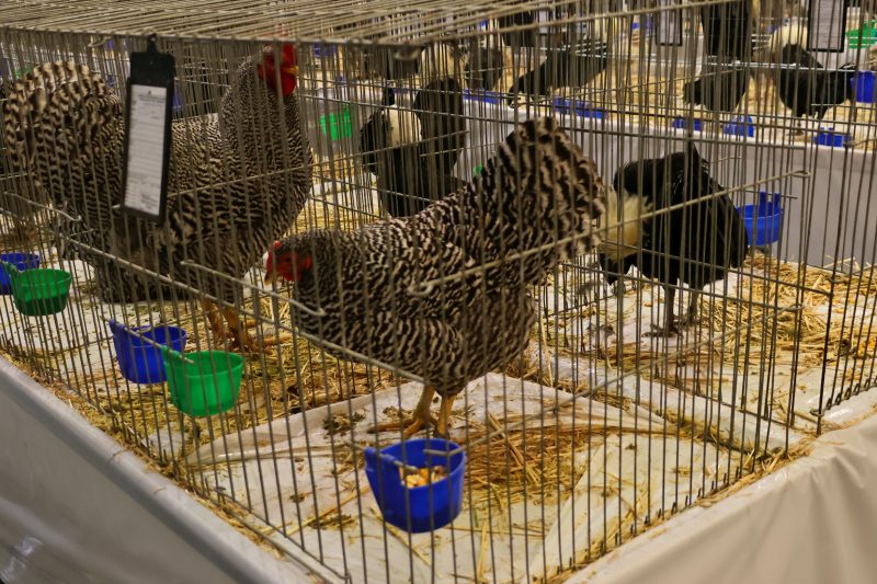 Otvorena 15. međunarodna izložba malih životinja