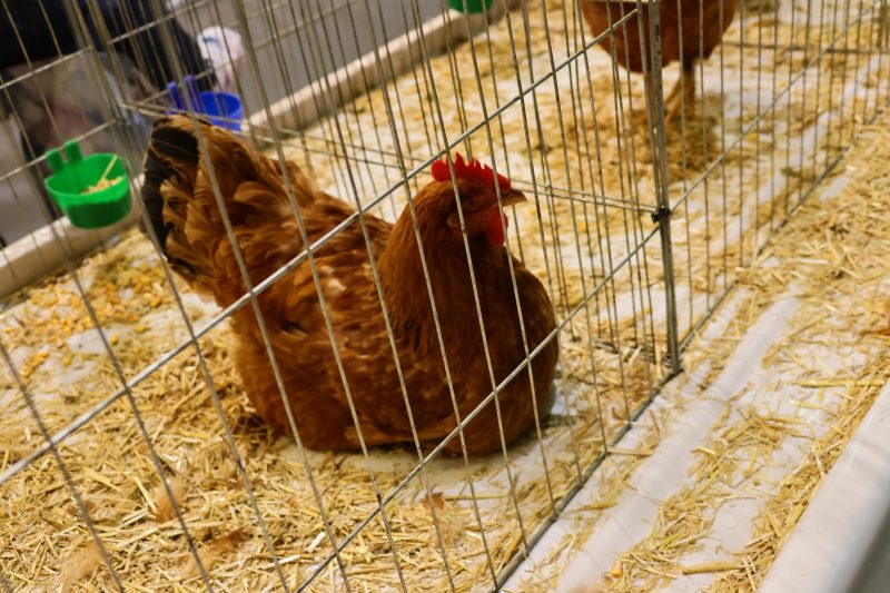Otvorena 15. međunarodna izložba malih životinja