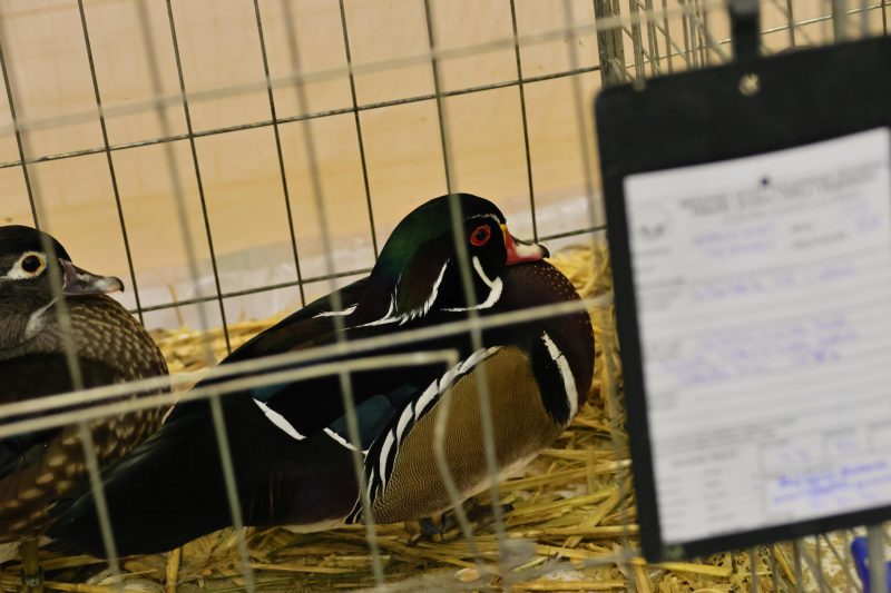 Otvorena 15. međunarodna izložba malih životinja