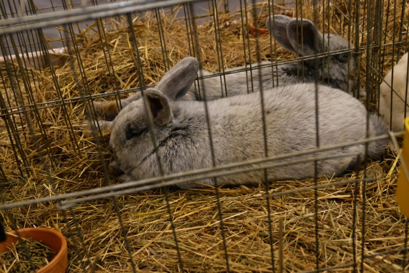 Otvorena 15. međunarodna izložba malih životinja