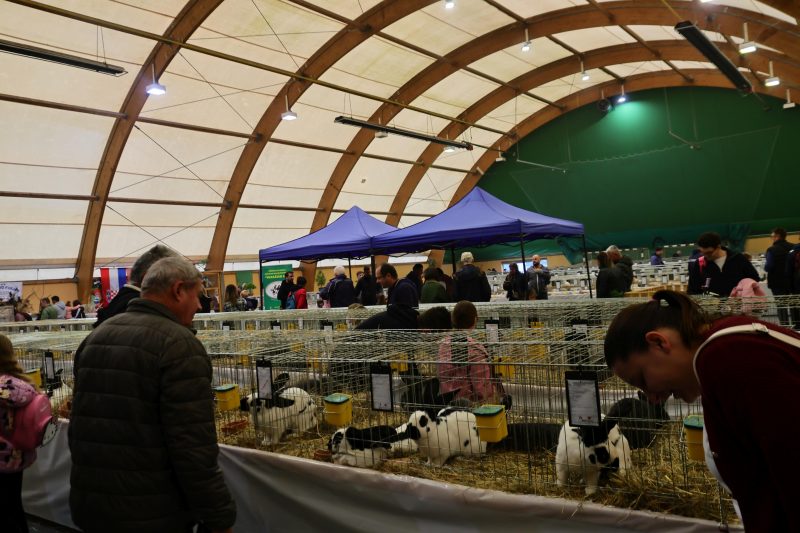 Otvorena 15. međunarodna izložba malih životinja