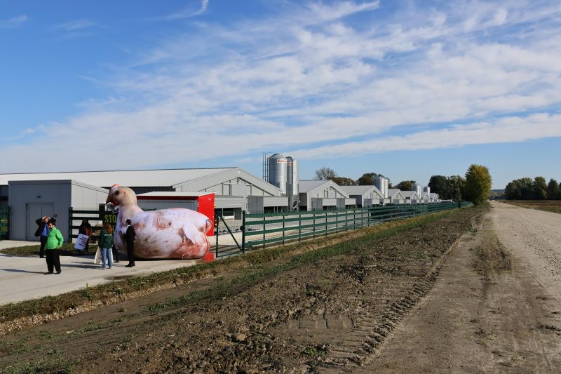protiv megafarme u Velikom Pažutu